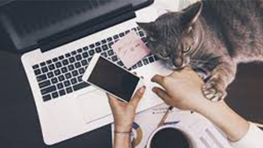 Five Elements for Stress Relief: Feng Shui Tips for Remote Workers